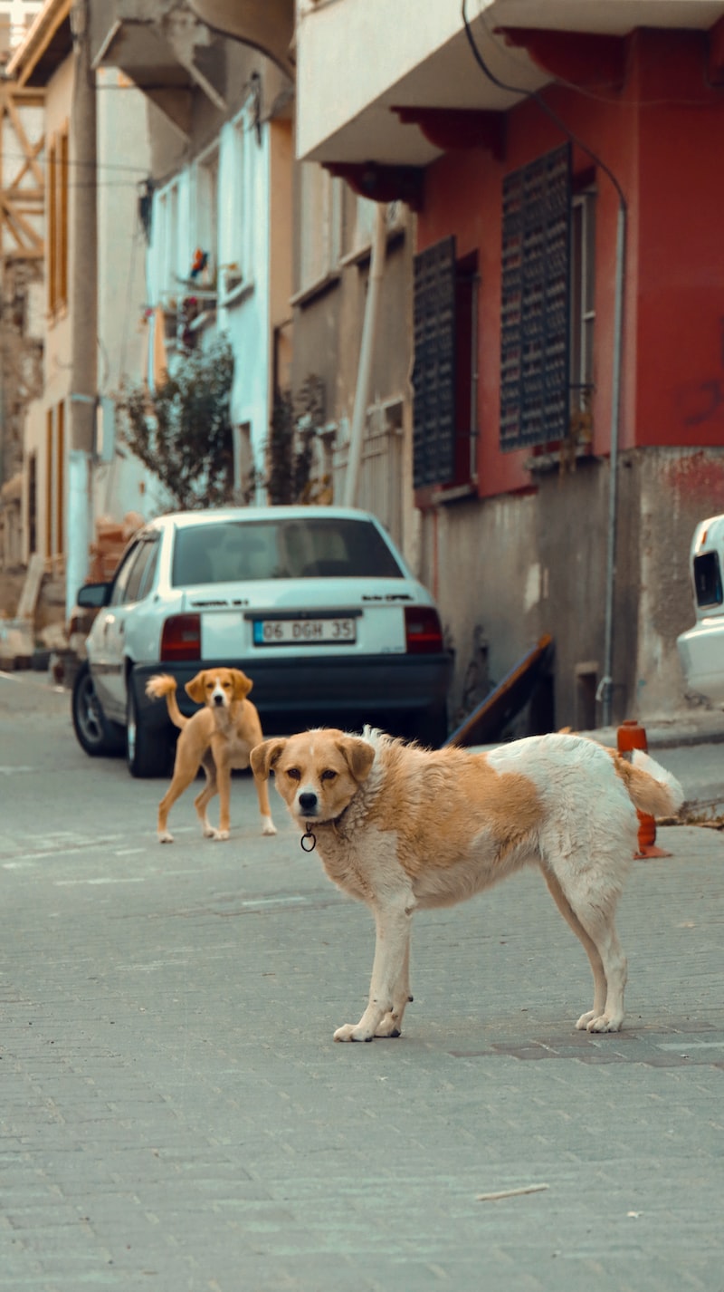 Sivas Fotoğraf ve Doğa Gezileri Sivas Fotoğraf ve Doğa Gezileri